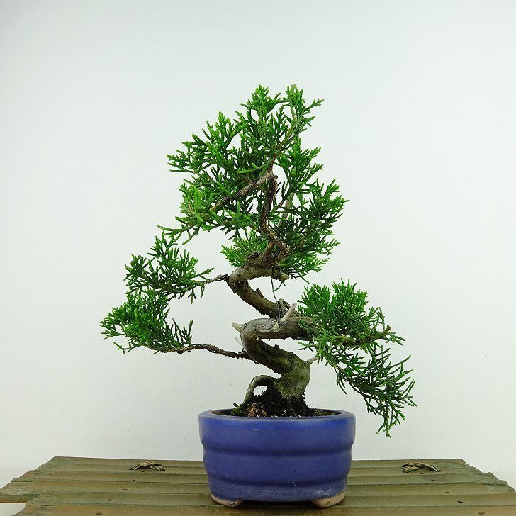 盆栽 真柏 樹高 約15cm しんぱく Juniperus chinensis シンパク “ジン シャリ” ヒノキ科 常緑樹 観賞用 小品 – 森流  GreenFlow - 動植物造景專門店