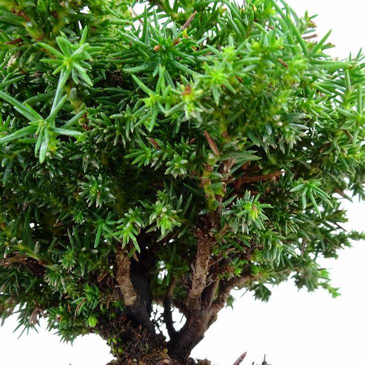 盆栽 杉 八房 樹高 約13cm すぎ Cryptomeria japonica スギ ヒノキ科 スギ属 常緑樹 観賞用 小品