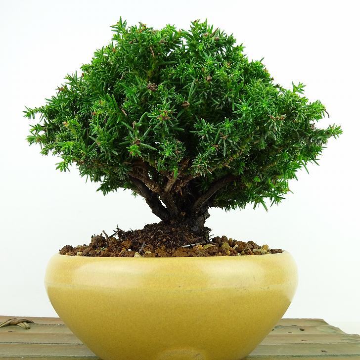 盆栽 杉 八房 樹高 約13cm すぎ Cryptomeria japonica スギ ヒノキ科 スギ属 常緑樹 観賞用 小品 - 森流  GreenFlow - 動植物造景專門店