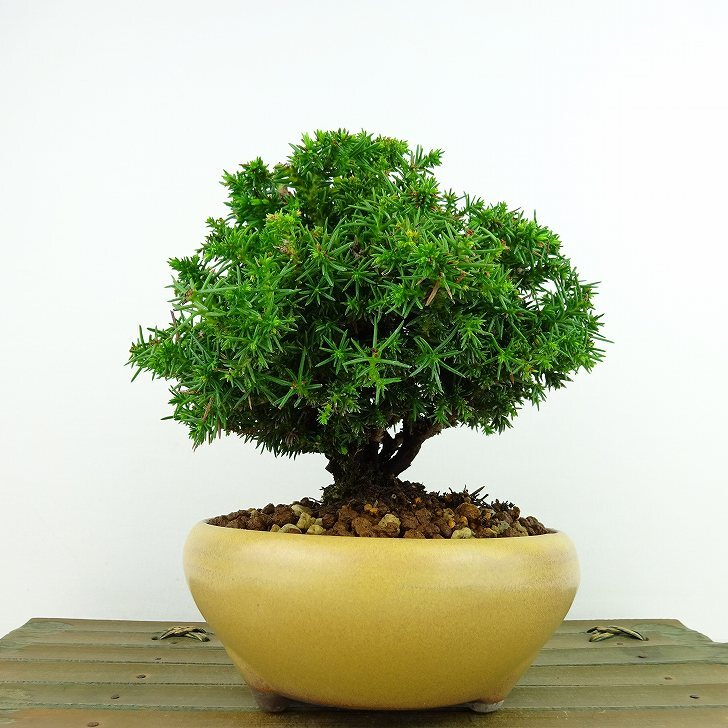 盆栽 杉 きよし 樹高 約25cm すぎ Cryptomeria japonica スギ “ジン”ヒノキ科 スギ属 常緑樹