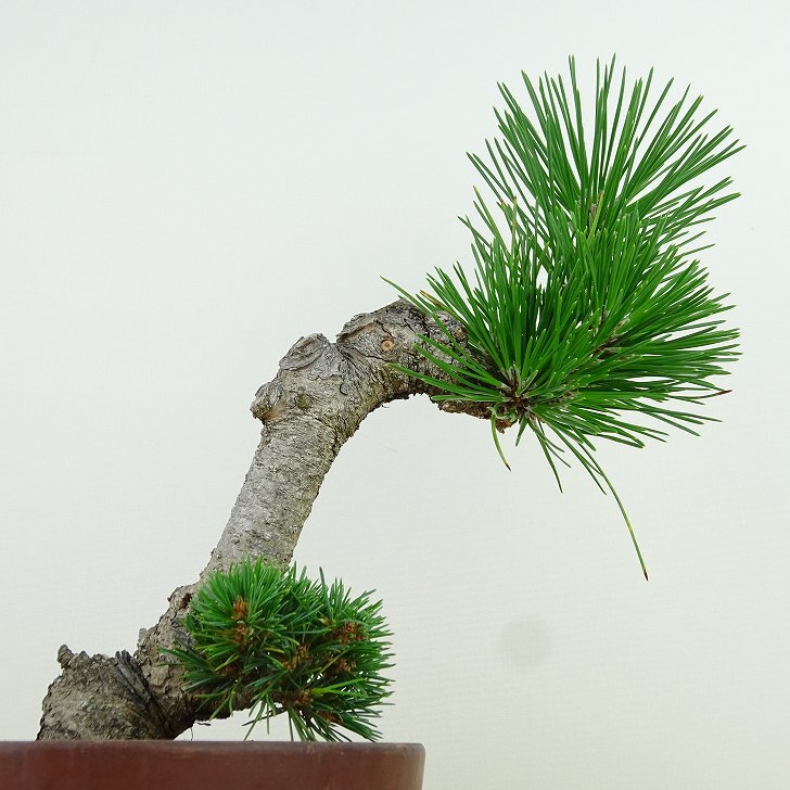 盆栽 松 五葉松 明星 樹高 約22cm ごようまつ Pinus parviflora ゴヨウマツ マツ科 常緑針葉樹 観賞用 o1143410685