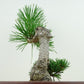 盆栽 松 五葉松 明星 樹高 約22cm ごようまつ Pinus parviflora ゴヨウマツ マツ科 常緑針葉樹 観賞用 o1143410685