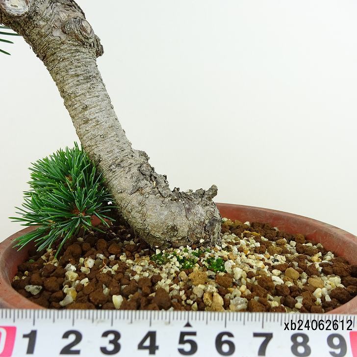 盆栽 松 五葉松 明星 樹高 約22cm ごようまつ Pinus parviflora ゴヨウマツ マツ科 常緑針葉樹 観賞用 o1143410685