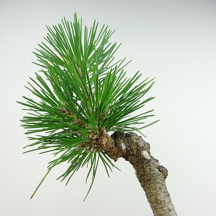 盆栽 松 五葉松 明星 樹高 約22cm ごようまつ Pinus parviflora ゴヨウマツ マツ科 常緑針葉樹 観賞用 o1143410685