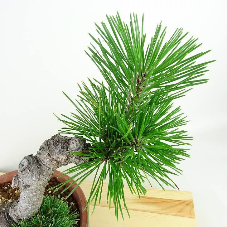 盆栽 松 五葉松 明星 樹高 約22cm ごようまつ Pinus parviflora ゴヨウマツ マツ科 常緑針葉樹 観賞用 o1143410685