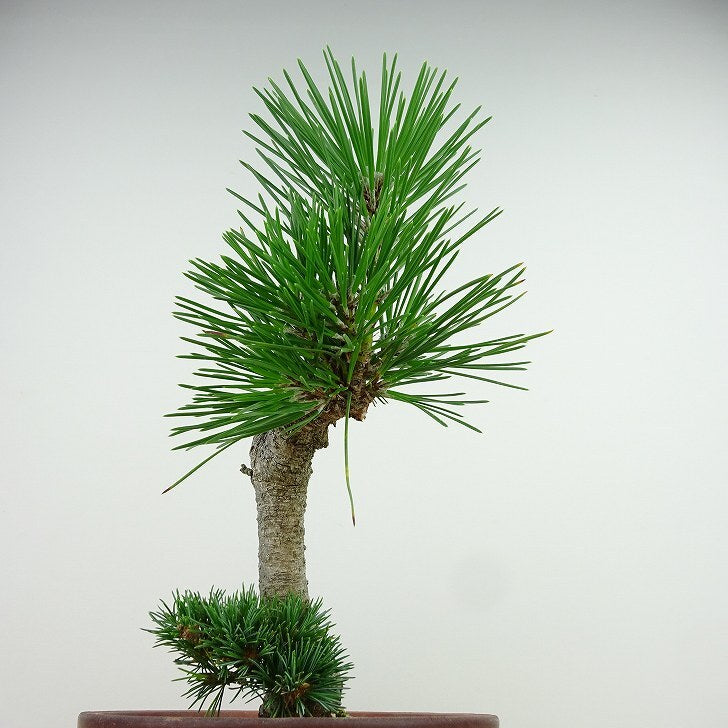 盆栽 松 五葉松 明星 樹高 約22cm ごようまつ Pinus parviflora ゴヨウマツ マツ科 常緑針葉樹 観賞用 o1143410685