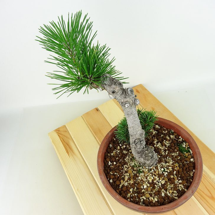 盆栽 松 五葉松 明星 樹高 約22cm ごようまつ Pinus parviflora ゴヨウマツ マツ科 常緑針葉樹 観賞用 o1143410685