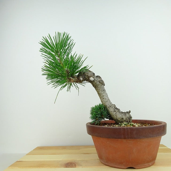 盆栽 松 五葉松 明星 樹高 約22cm ごようまつ Pinus parviflora ゴヨウマツ マツ科 常緑針葉樹 観賞用 o1143410685