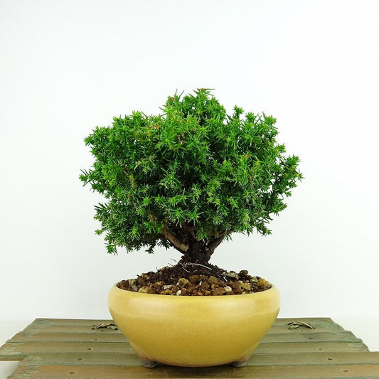 盆栽 杉 八房 樹高 約15cm すぎ Cryptomeria japonica スギ ヒノキ科 スギ属 常緑樹 観賞用 小品 u1143428473