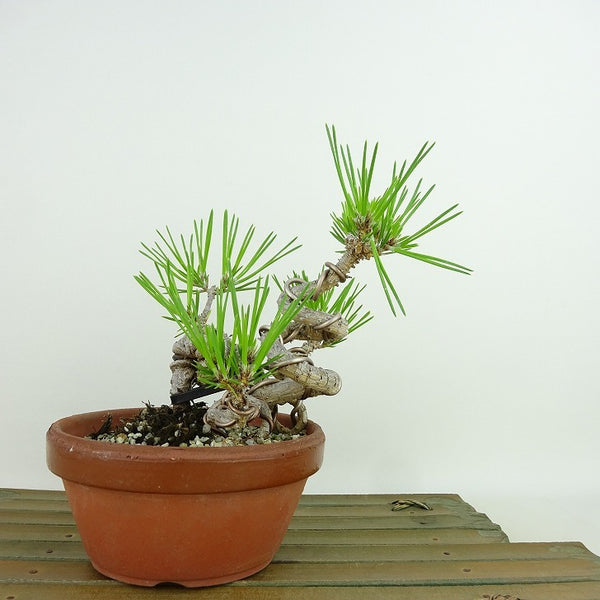 盆栽 松 黒松 登り竜 樹高 約13cm くろまつ Pinus thunbergii クロマツ マツ科 常緑針葉樹 観賞用 小品 r1143389045