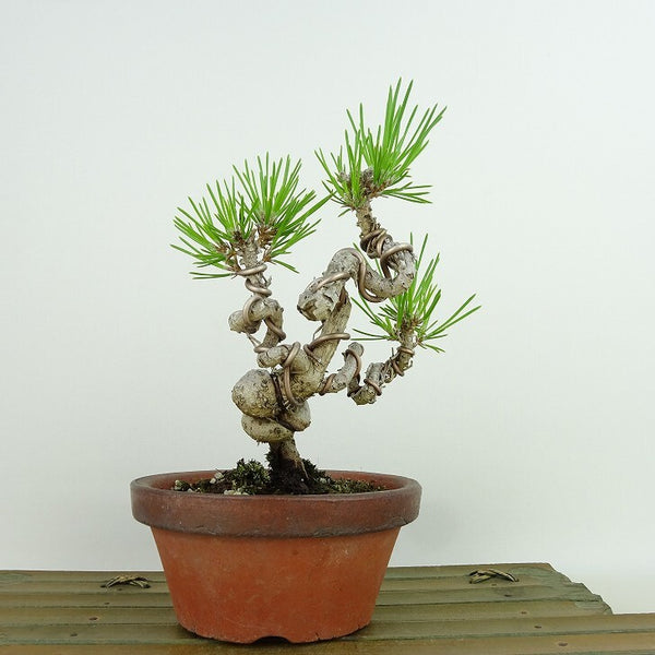 盆栽 松 黒松 登り竜 樹高 約15cm くろまつ Pinus thunbergii クロマツ マツ科 常緑針葉樹 観賞用 小品 g1143418766