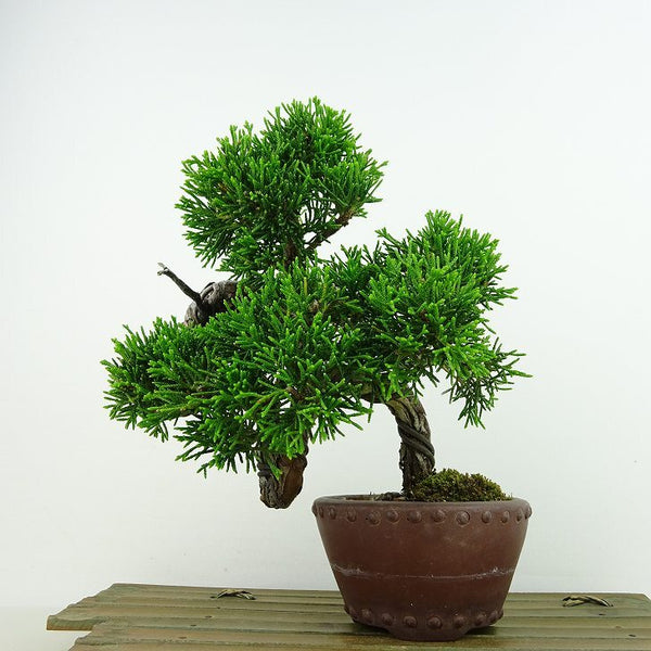 盆栽 真柏 樹高 上下 約18cm しんぱく Juniperus chinensis シンパク ヒノキ科 常緑樹 観賞用 小品 s1143412388