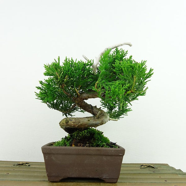 盆栽 真柏 樹高 約12cm しんぱく Juniperus chinensis シンパク “ジン” ヒノキ科 常緑樹 観賞用 小品 v1143410848