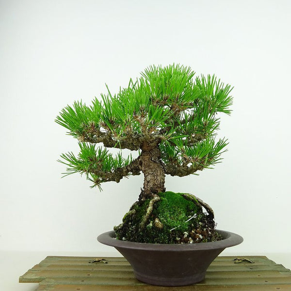 盆栽 松 黒松 樹高 約20cm くろまつ Pinus thunbergii クロマツ マツ科 常緑針葉樹 観賞用 小品 t1143407474