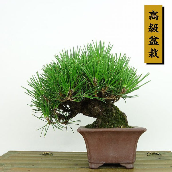 盆栽 松 黒松 樹高 約13cm くろまつ 高級盆栽 Pinus thunbergii クロマツ マツ科 常緑針葉樹 観賞用 小品 h1143433358