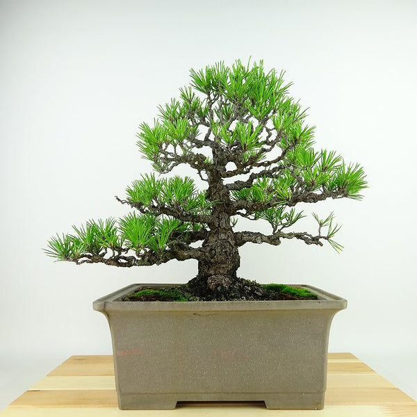 盆栽 松 黒松 樹高 約26cm くろまつ Pinus thunbergii クロマツ マツ科 常緑針葉樹 観賞用 u1143427449