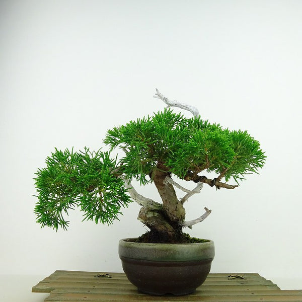 盆栽 真柏 樹高 約18cm しんぱく Juniperus chinensis シンパク ジン シャリ ヒノキ科 常緑樹 観賞用 小品 x1143411861