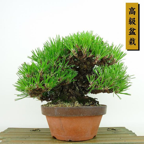 盆栽 松 黒松 樹高 約16cm くろまつ 高級盆栽 Pinus thunbergii クロマツ マツ科 常緑針葉樹 観賞用 小品