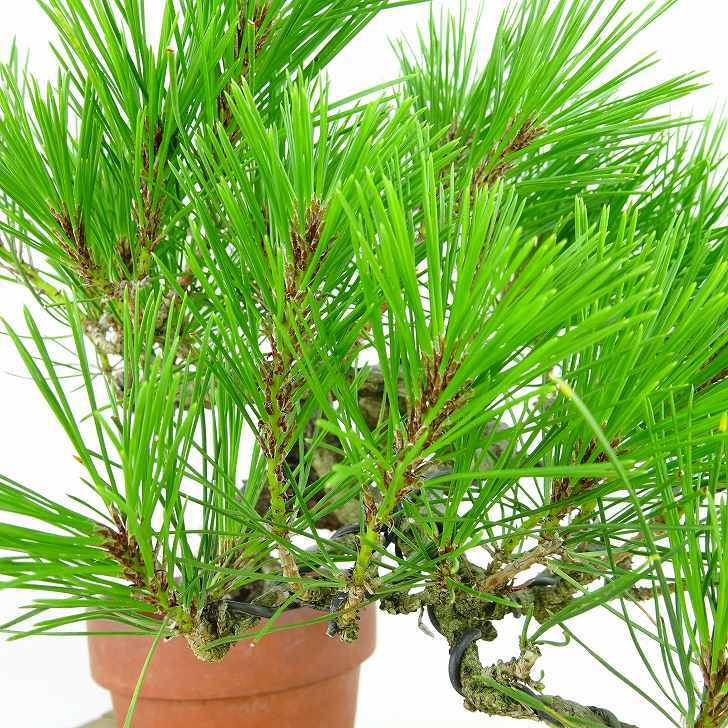 盆栽 松 赤松 樹高 上下 約27cm あかまつ Pinus densiflora アカマツ red pine マツ科 常緑樹 観賞用 b1143423067