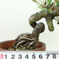 盆栽 松 赤松 樹高 上下 約27cm あかまつ Pinus densiflora アカマツ red pine マツ科 常緑樹 観賞用 b1143423067