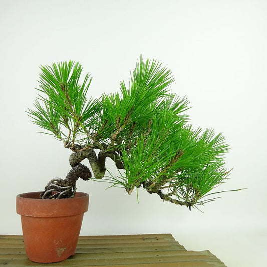 盆栽 松 赤松 樹高 上下 約27cm あかまつ Pinus densiflora アカマツ red pine マツ科 常緑樹 観賞用 b1143423067