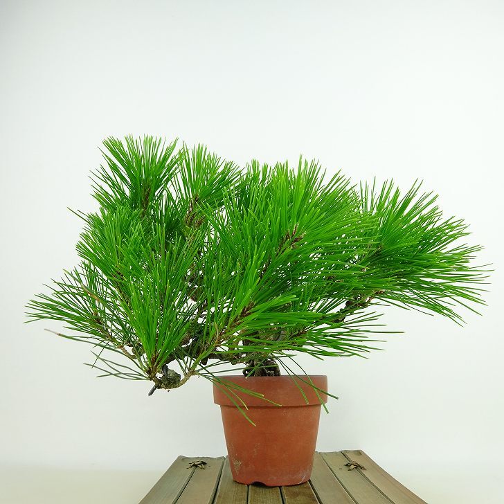 盆栽 松 赤松 樹高 上下 約27cm あかまつ Pinus densiflora アカマツ red pine マツ科 常緑樹 観賞用 b1143423067