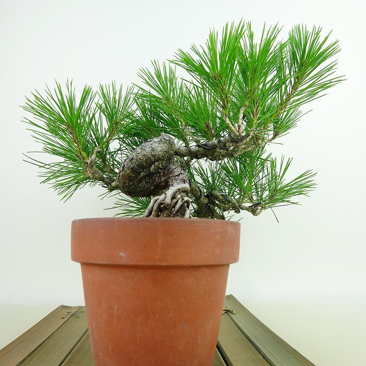 盆栽 松 赤松 樹高 上下 約27cm あかまつ Pinus densiflora アカマツ red pine マツ科 常緑樹 観賞用 b1143423067