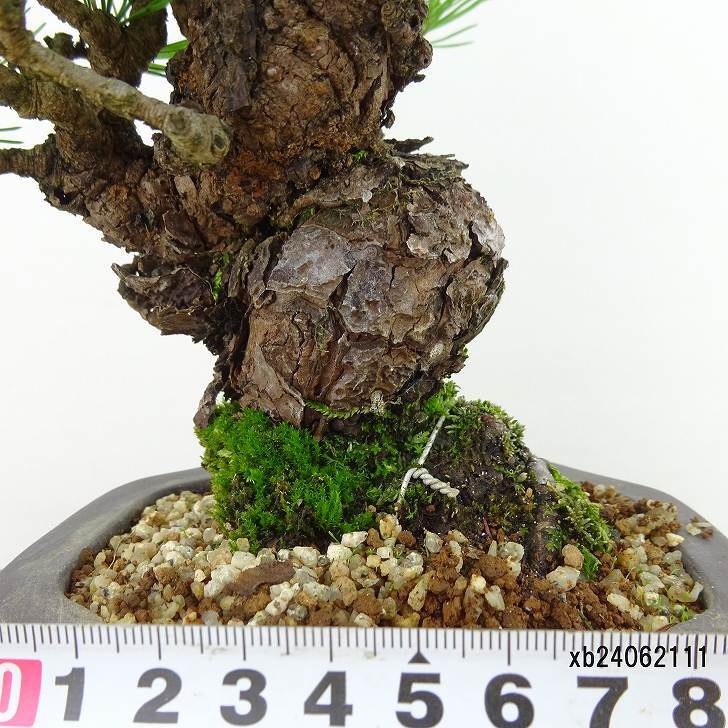 盆栽 松 赤松 樹高 約19cm あかまつ Pinus densiflora アカマツ red pine マツ科 常緑樹 観賞用 小品 c1143411467