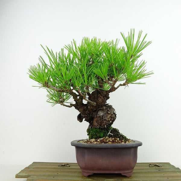 盆栽 松 赤松 樹高 約19cm あかまつ Pinus densiflora アカマツ red pine マツ科 常緑樹 観賞用 小品 c1143411467