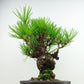 盆栽 松 赤松 樹高 約19cm あかまつ Pinus densiflora アカマツ red pine マツ科 常緑樹 観賞用 小品 c1143411467