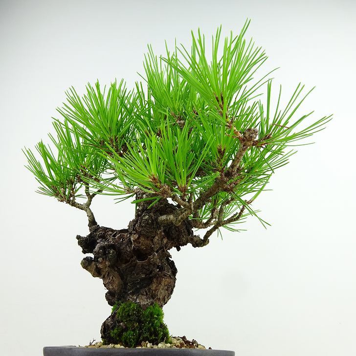 盆栽 松 赤松 樹高 約19cm あかまつ Pinus densiflora アカマツ red pine マツ科 常緑樹 観賞用 小品 c1143411467