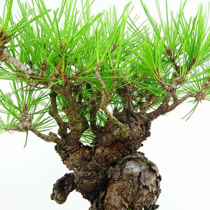 盆栽 松 赤松 樹高 約19cm あかまつ Pinus densiflora アカマツ red pine マツ科 常緑樹 観賞用 小品 c1143411467