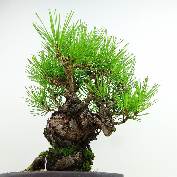 盆栽 松 赤松 樹高 約19cm あかまつ Pinus densiflora アカマツ red pine マツ科 常緑樹 観賞用 小品 c1143411467