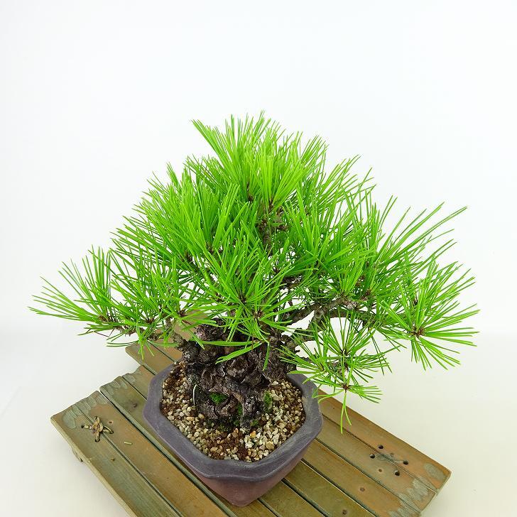 盆栽 松 赤松 樹高 約19cm あかまつ Pinus densiflora アカマツ red pine マツ科 常緑樹 観賞用 小品 c1143411467