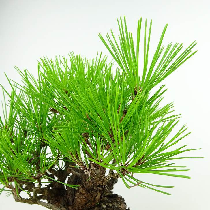 盆栽 松 赤松 樹高 約19cm あかまつ Pinus densiflora アカマツ red pine マツ科 常緑樹 観賞用 小品 c1143411467