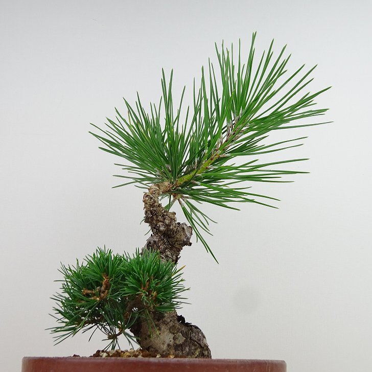 盆栽 松 五葉松 明星 樹高 約24cm ごようまつ Pinus parviflora ゴヨウマツ マツ科 常緑針葉樹 観賞用 n1143406146