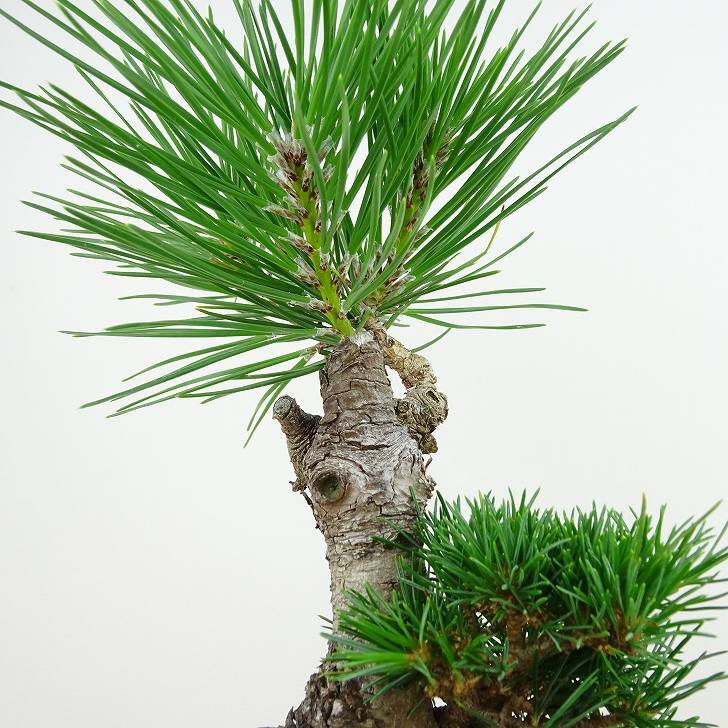 盆栽 松 五葉松 明星 樹高 約24cm ごようまつ Pinus parviflora ゴヨウマツ マツ科 常緑針葉樹 観賞用 n1143406146