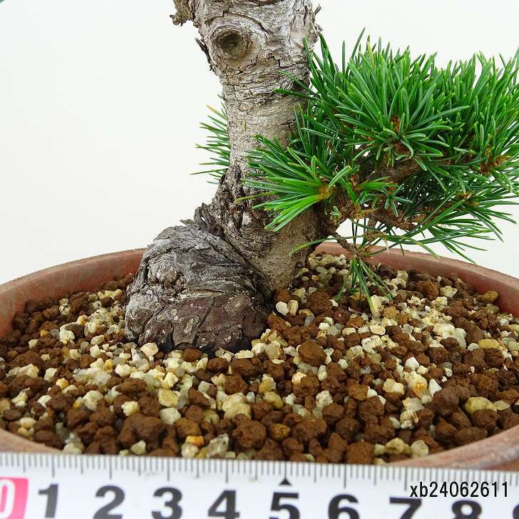 盆栽 松 五葉松 明星 樹高 約24cm ごようまつ Pinus parviflora ゴヨウマツ マツ科 常緑針葉樹 観賞用 n1143406146