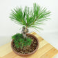 盆栽 松 五葉松 明星 樹高 約24cm ごようまつ Pinus parviflora ゴヨウマツ マツ科 常緑針葉樹 観賞用 n1143406146