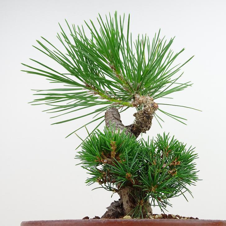 盆栽 松 五葉松 明星 樹高 約24cm ごようまつ Pinus parviflora ゴヨウマツ マツ科 常緑針葉樹 観賞用 n1143406146