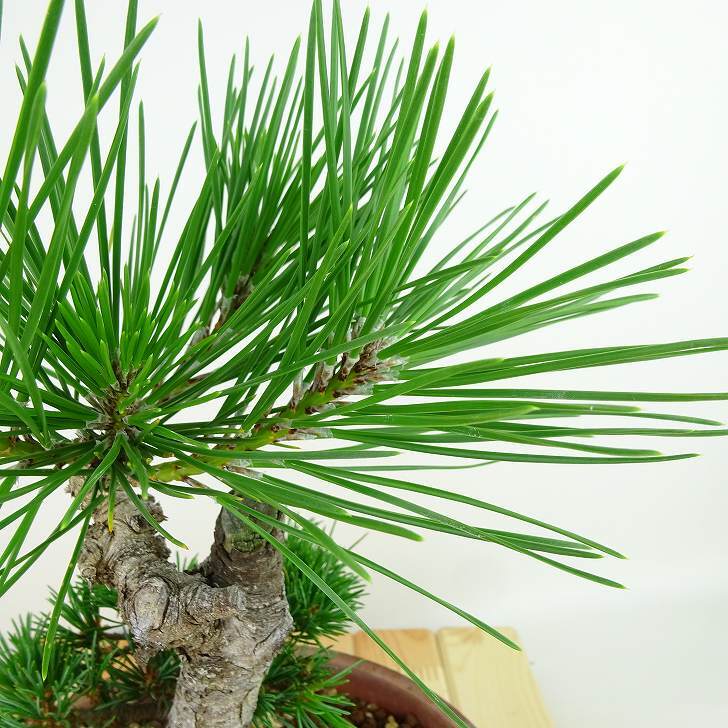 盆栽 松 五葉松 明星 樹高 約24cm ごようまつ Pinus parviflora ゴヨウマツ マツ科 常緑針葉樹 観賞用 n1143406146