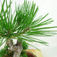 盆栽 松 五葉松 明星 樹高 約24cm ごようまつ Pinus parviflora ゴヨウマツ マツ科 常緑針葉樹 観賞用 n1143406146