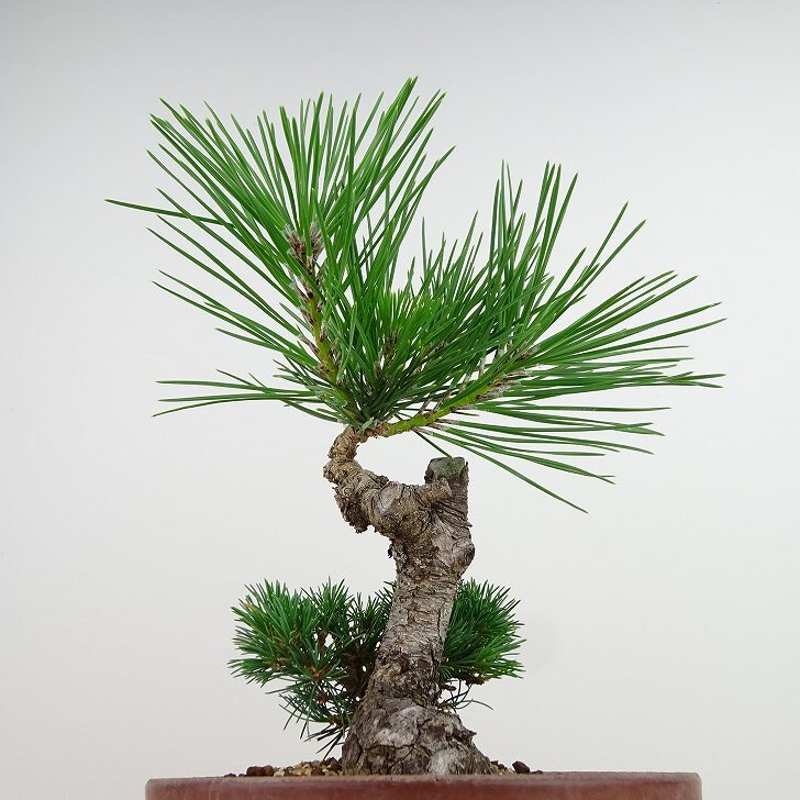 盆栽 松 五葉松 明星 樹高 約24cm ごようまつ Pinus parviflora ゴヨウマツ マツ科 常緑針葉樹 観賞用 n1143406146