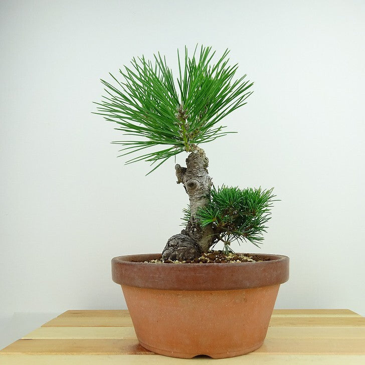 盆栽 松 五葉松 明星 樹高 約24cm ごようまつ Pinus parviflora ゴヨウマツ マツ科 常緑針葉樹 観賞用 n1143406146