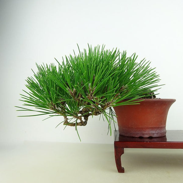 盆栽 松 黒松 樹高 上下 約17cm くろまつ Pinus thunbergii クロマツ マツ科 常緑針葉樹 観賞用 小品 d1143418676