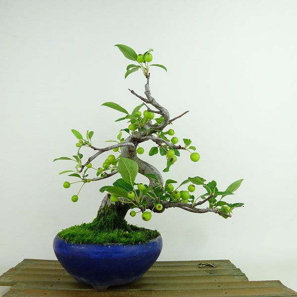 盆栽 海棠 樹高 約23cm かいどう Malus micromalus カイドウ 実 バラ科 落葉樹 観賞用 f1144036821