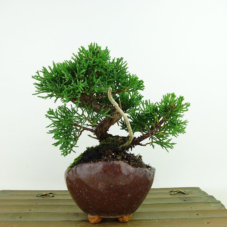 盆栽 真柏 樹高 約12cm しんぱく Juniperus chinensis シンパク “ジン” ヒノキ科 常緑樹 観賞用 小品  e1144046316 - 森流 GreenFlow - 動植物造景專門店