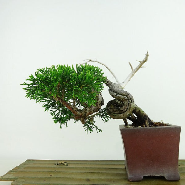 盆栽 真柏 樹高 約13cm しんぱく Juniperus chinensis シンパク “ジン シャリ” ヒノキ科 常緑樹 観賞用 小品 m1144042802