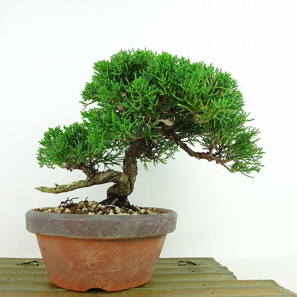 盆栽 真柏 樹高 約18cm しんぱく Juniperus chinensis シンパク “ジン シャリ” ヒノキ科 常緑樹 観賞用 小品 k1144047303