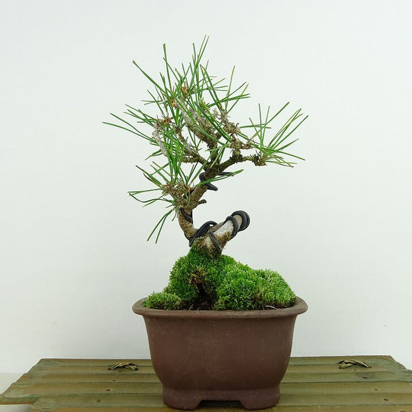 盆栽 松 黒松 樹高 約18cm くろまつ Pinus thunbergii クロマツ マツ科 常緑針葉樹 観賞用 小品 m1144044255